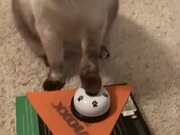 Cat Rings Bell to Get Treats From Owner