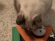 Cat Rings Bell to Get Treats From Owner