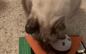 Cat Rings Bell to Get Treats From Owner - Animals - VIDEOTIME.COM