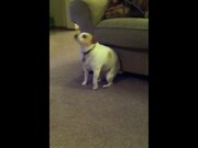Hump Day Dogs Compilation