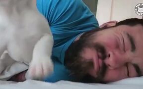 Puppies! Puppies! Puppies! Compilation - Animals - VIDEOTIME.COM