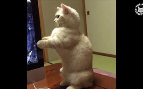 Office Pets - Animals - Videotime.com