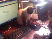 Office Pets