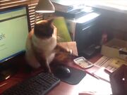 Office Pets