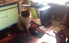 Office Pets - Animals - VIDEOTIME.COM