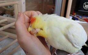 Most Heartwarming Pet Compilation - Animals - VIDEOTIME.COM