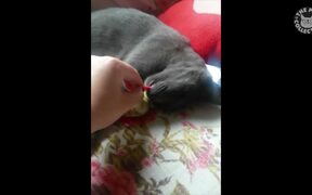 Funny Kooky Cats - Animals - VIDEOTIME.COM