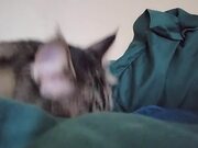 Cat Attempts to Wake Up Owner in Bed