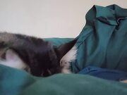 Cat Attempts to Wake Up Owner in Bed