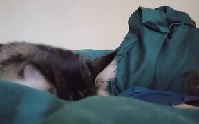 Cat Attempts to Wake Up Owner in Bed - Animals - VIDEOTIME.COM