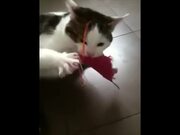 Funny Cats With Zero Chill Pet Compilation