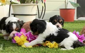 Cavalier Puppies Arrange Flower Bouquet - Animals - VIDEOTIME.COM