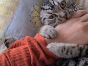 Cat Softly Hugs Owner's Hand as They Pat Her
