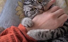 Cat Softly Hugs Owner's Hand as They Pat Her - Animals - VIDEOTIME.COM