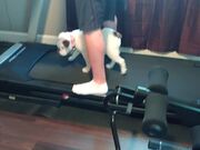 Dog Gets Confused After Hopping on A Treadmill