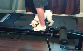 Dog Gets Confused After Hopping on A Treadmill - Animals - VIDEOTIME.COM