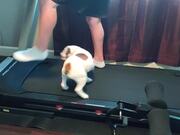 Dog Gets Confused After Hopping on A Treadmill