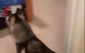 Dogs Get Confused - Animals - VIDEOTIME.COM