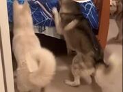 Dogs Get Confused