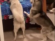 Dogs Get Confused