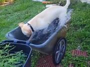 Dog Plays in Stroller Filled With Water