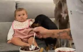 Dad Feeds Baby and Dogs - Animals - VIDEOTIME.COM