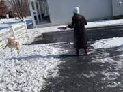 Dog Plays With Snow Being Thrown by Owner