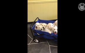 Funny Puppy Videos Compilation - Animals - VIDEOTIME.COM