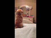 Funny Puppy Videos Compilation