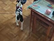 Puppy Carries Shoe Upstairs to His Bed