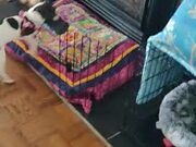 Puppy Carries Shoe Upstairs to His Bed