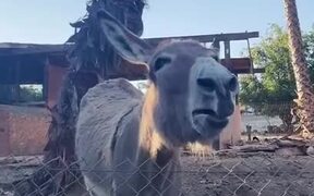 Donkey Excited to See Man - Animals - VIDEOTIME.COM
