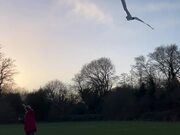 Kid Flies Bird Shaped Kite in Playground