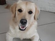 Playful Dog Barks in Sync Along With Owner's Poem