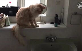 Passive Aggressive Cats - Animals - VIDEOTIME.COM