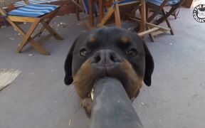 Tech-Challenged Pets - Animals - VIDEOTIME.COM