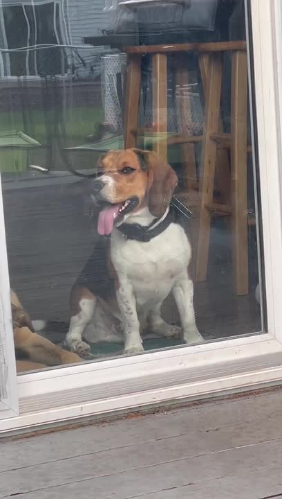 Dog Licks Glass When Owner Puts Him Inside House
