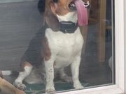 Dog Licks Glass When Owner Puts Him Inside House