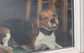 Dog Licks Glass When Owner Puts Him Inside House - Animals - VIDEOTIME.COM
