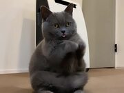 Cat Tries Greeting Pose By Joining Paws