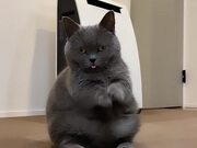 Cat Tries Greeting Pose By Joining Paws