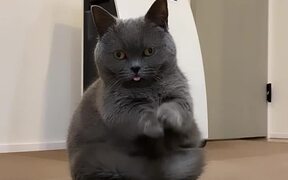 Cat Tries Greeting Pose By Joining Paws - Animals - VIDEOTIME.COM