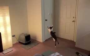 Cat Catches Ball Mid-Air - Animals - VIDEOTIME.COM