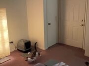 Cat Catches Ball Mid-Air