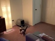 Cat Catches Ball Mid-Air