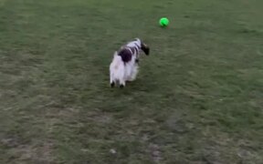 Dog Enjoys Playing With Football in Playground - Animals - VIDEOTIME.COM