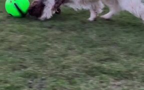 Dog Enjoys Playing With Football in Playground - Animals - VIDEOTIME.COM