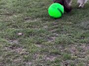 Dog Enjoys Playing With Football in Playground