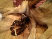 Dog Protects His Best Lobster Friend