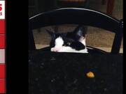 Top 5 Funny Cats Compilation
